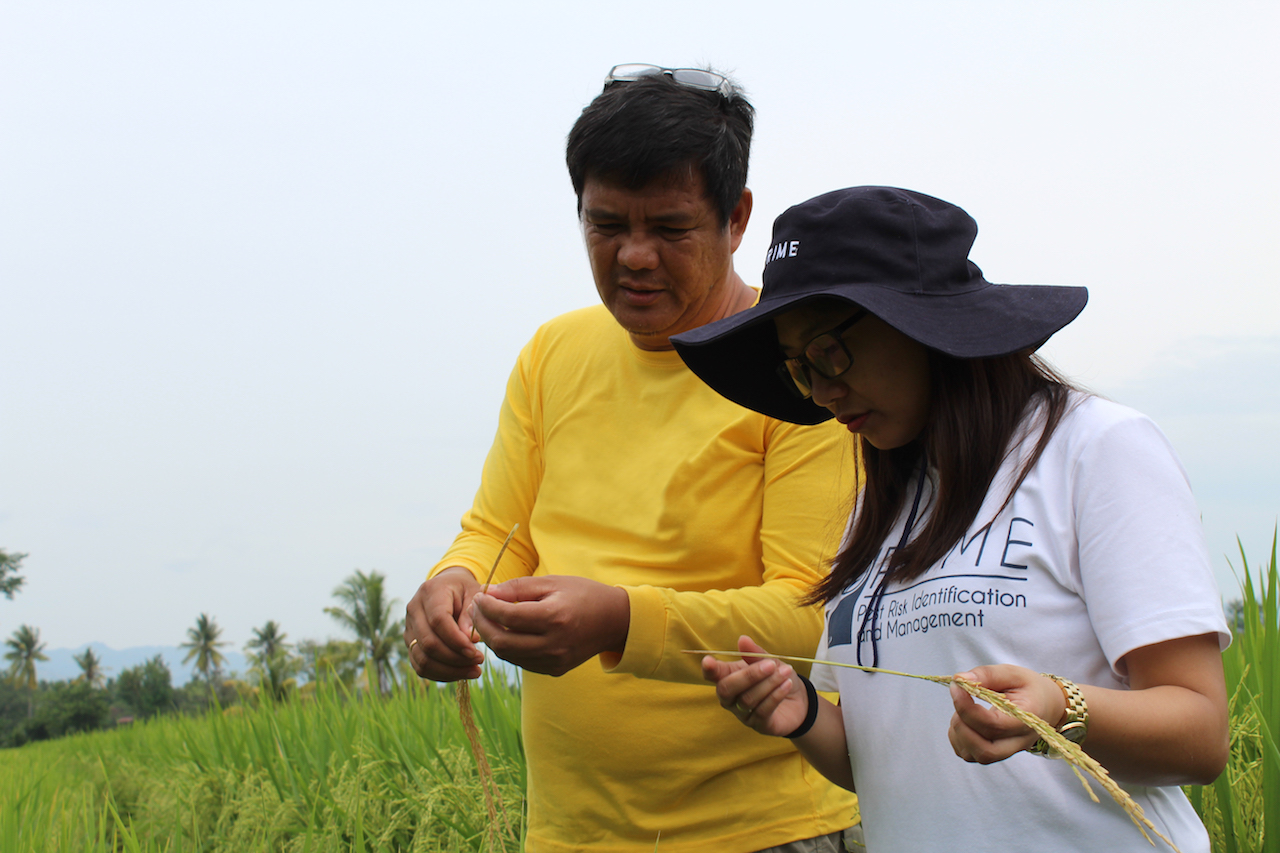 PRIME 101 : Identification and Management of Major Pests of Rice